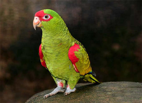 蓝顶亚马逊鹦鹉怎么养