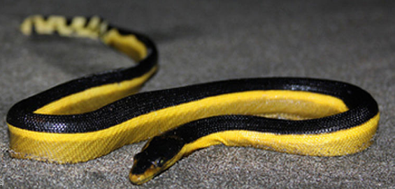 长吻海蛇能养出感情吗