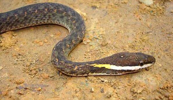 白唇游蛇是国家几级保护动物