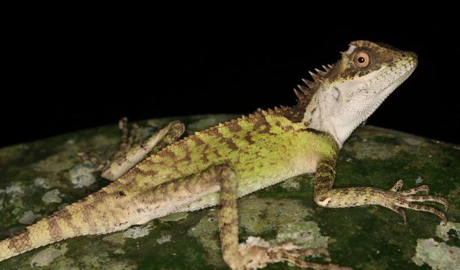 十字领蜥会不会咬人