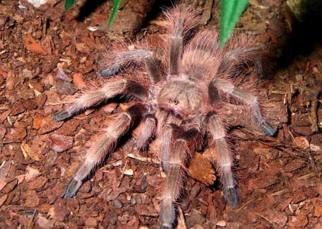 巴西巨人金毛怎么养