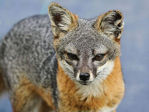 岛屿灰狐体貌特征
