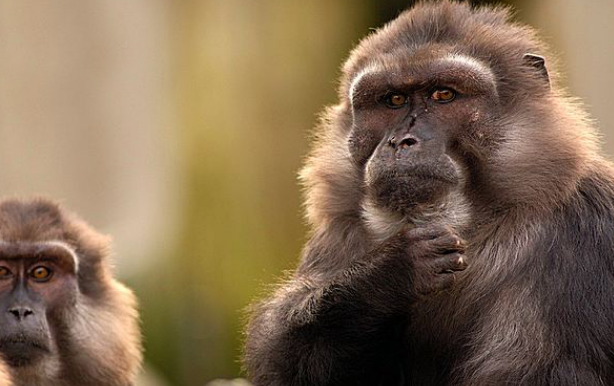 汤基猕猴的特征