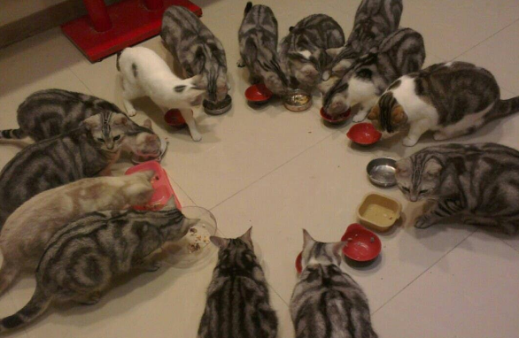家中15只猫咪，一到晚上各个施展杂技上床占位置