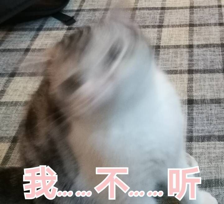 当当当，给首页增加“猫片”含量~