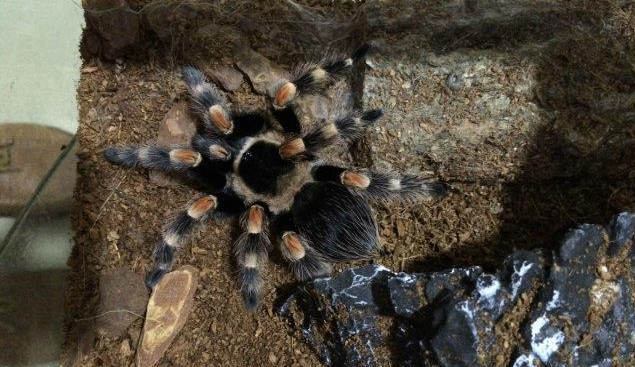 哥斯达黎加斑马脚价格