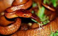 大头蛇是国家几级保护动物