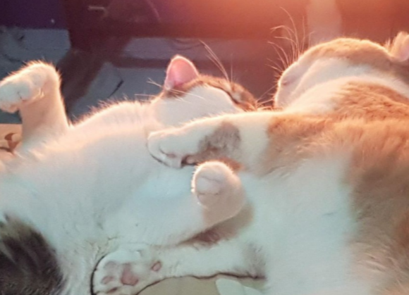 折耳猫认错暖炉靠近发光家电想取暖,妈妈笑疯:该如何向它解释.png 折耳猫认错暖炉靠近发光家电想取暖,妈妈笑疯:该如何向它解释.png