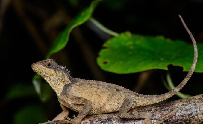 十字领蜥一般吃什么