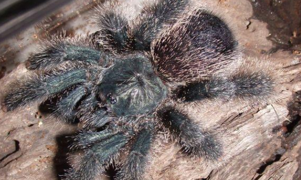 巴西粉红趾价格