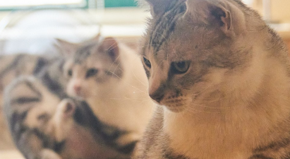 家中15只猫咪，一到晚上各个施展杂技上床占位置