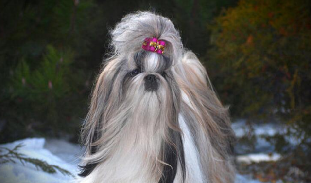 西施犬好养吗-性格优缺点分析 西施犬好养吗-性格优缺点分析