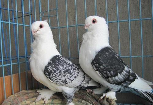 东方淑女鸽怎么养