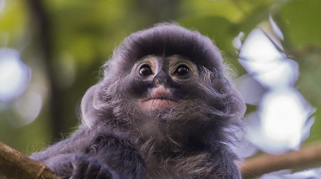 印尼叶猴吃什么食物