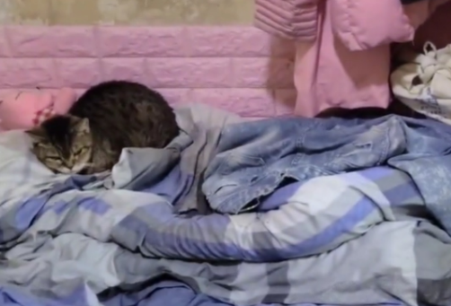 独居婆婆脑退化入院两周后，只记得猫仔两字揭暖心回忆