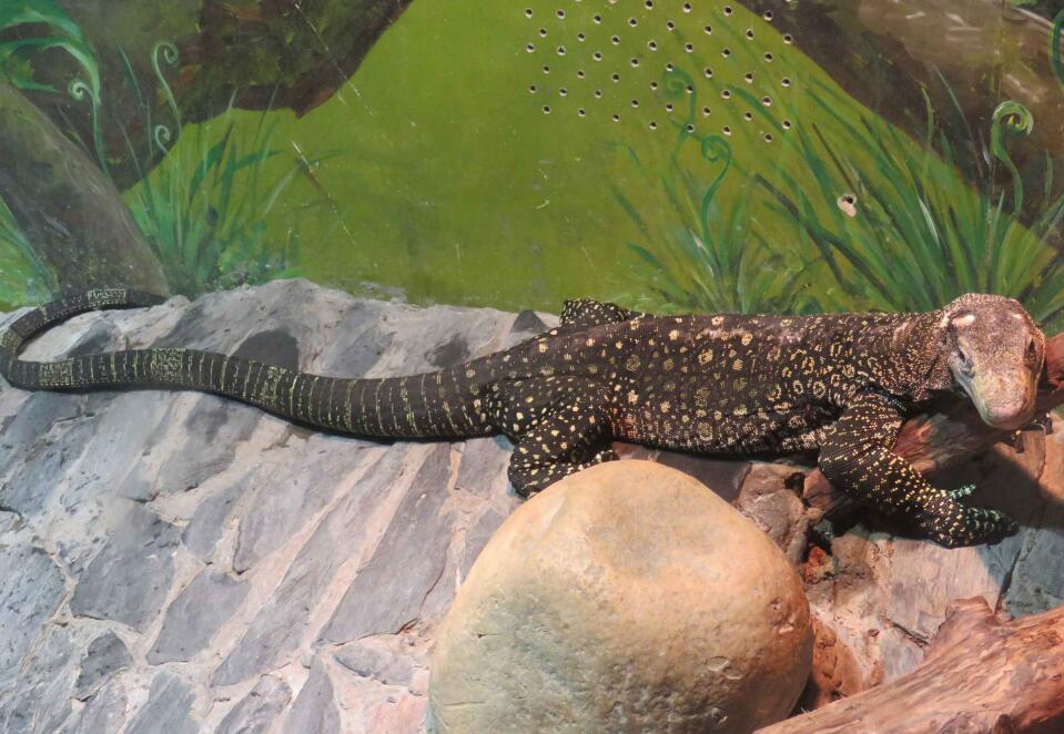 萨氏巨蜥吃什么食物