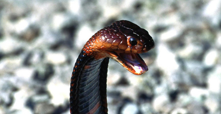 狐狸蛇最大有多大 狐狸蛇最大有多大