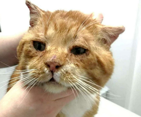 流浪猫大雪下濒死敲窗求救，获好心人送医
