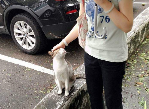 流浪猫含情脉脉求主人包养，入屋后却露出本性