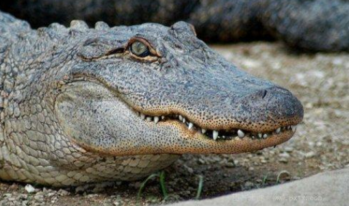 养宽吻凯门鳄犯法吗