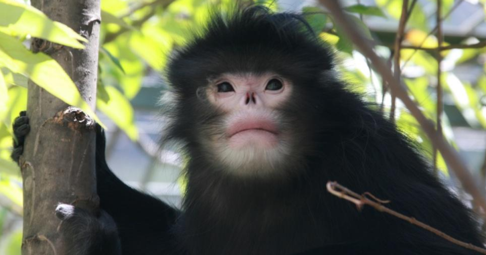缅甸金丝猴的特点