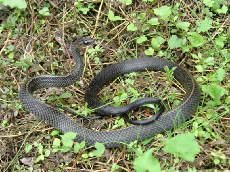 乌风蛇是国家几级保护动物