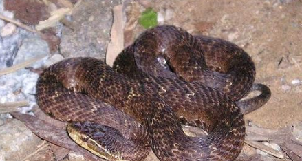 土球子生活在山地,丘陵,林缘,草丛,灌丛,沟边,田野,塘边等处,出入蛰时