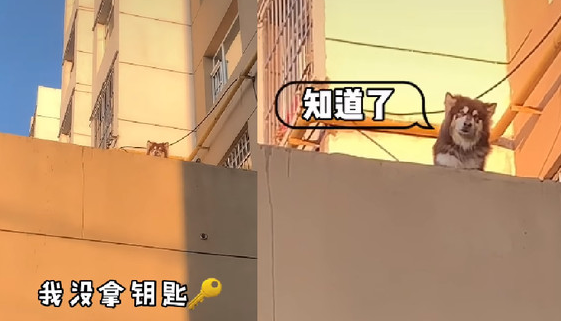妈妈忘记带钥匙!阿拉斯加叼着钥匙从二楼抛下 妈妈忘记带钥匙!阿拉斯加叼着钥匙从二楼抛下