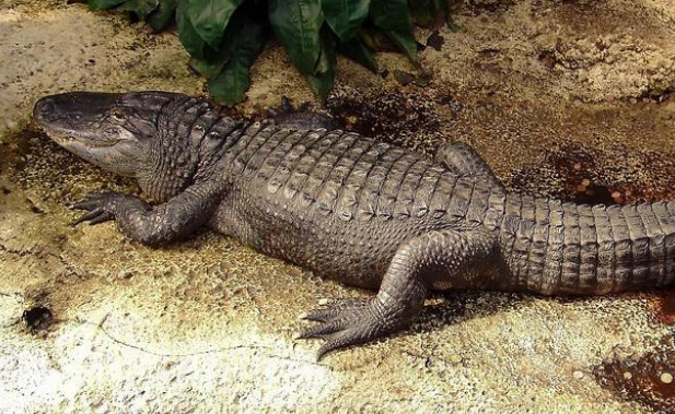 凯门鳄怎么养殖