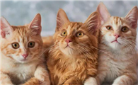 猫挠出血不打针有事吗