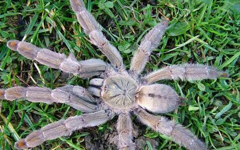 千里达老虎尾的外形