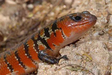 火焰石龙子好养吗