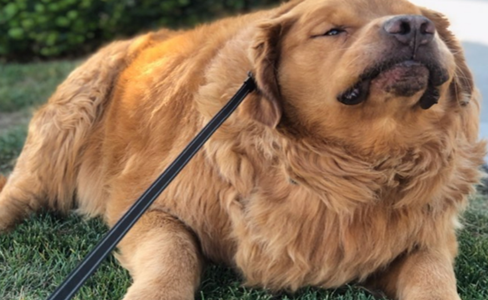 68kg金毛寻回犬一年成功减肥后，秒变28kg超帅狗
