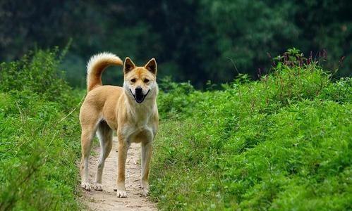 什么狗最好养不易生病1”