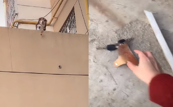 妈妈忘记带钥匙!阿拉斯加叼着钥匙从二楼抛下 妈妈忘记带钥匙!阿拉斯加叼着钥匙从二楼抛下