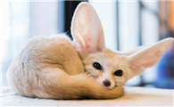《疯狂动物城》芬尼克狐的原型——耳廓狐