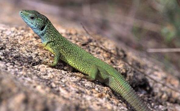 翡翠蜥寿命几年