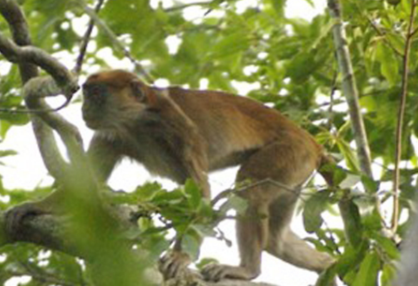 橄榄绿疣猴吃什么