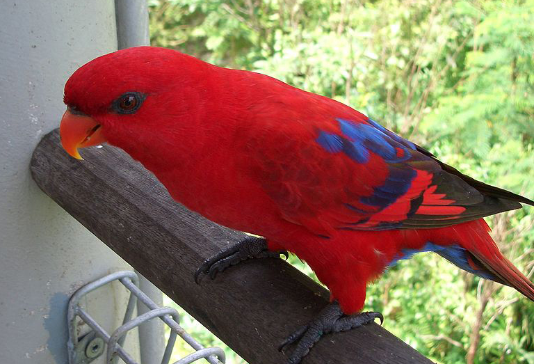 红色吸蜜鹦鹉叫声好听吗红色吸蜜鹦鹉的叫声算不上好听,它有时候会