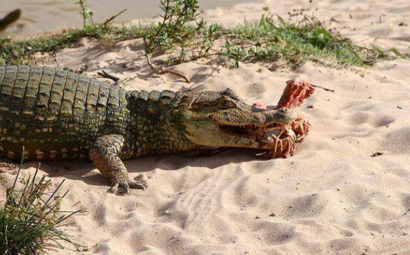 宽吻凯门鳄会不会吃人