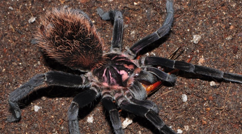 哥伦比亚镭射咬人吗