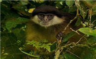 橄榄绿疣猴的特征