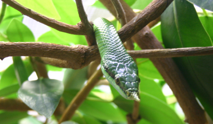 尖喙蛇是保护动物吗