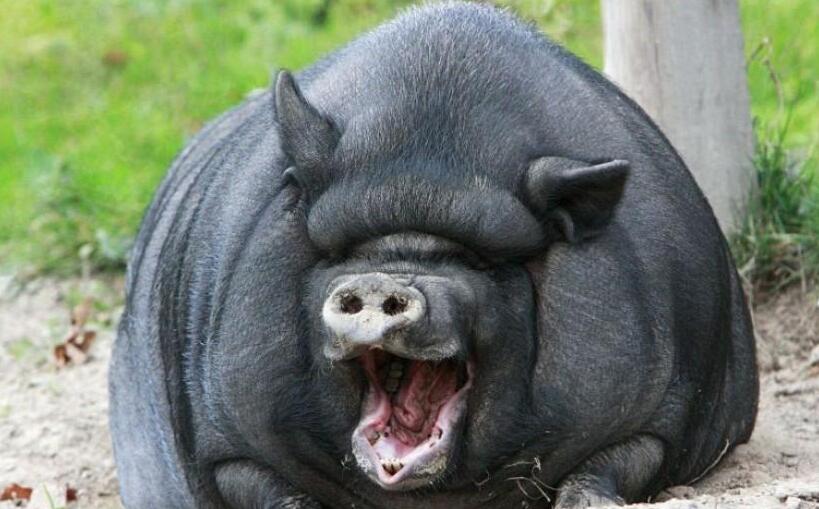 越南大肚猪能长多大