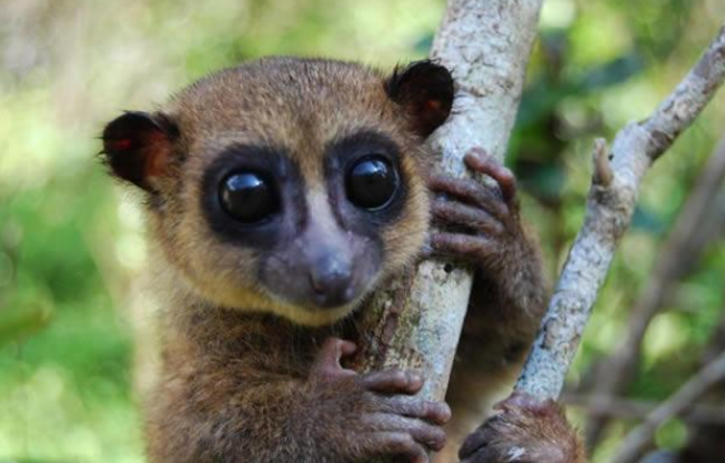 侏儒狐猴吃什么-宠物网问答