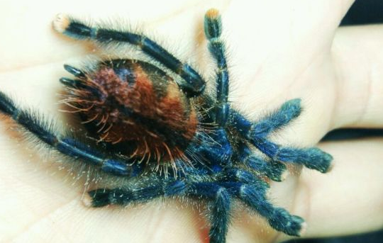 圭亚那粉红趾吃什么