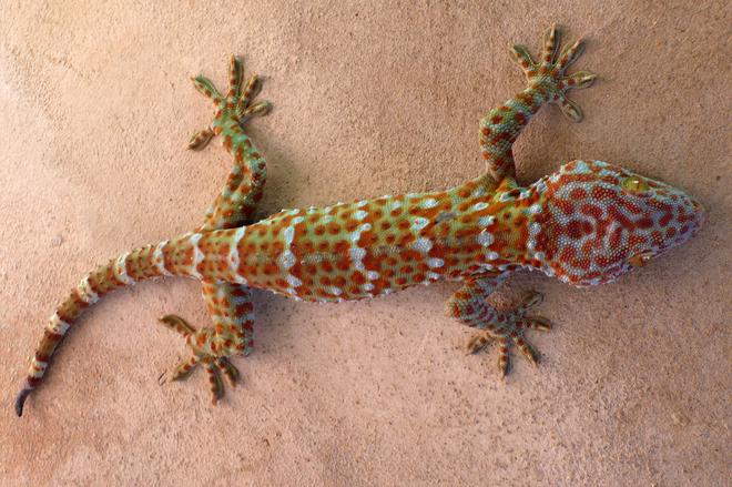 大壁虎是保护动物吗