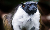 黑白柽柳猴的特征
