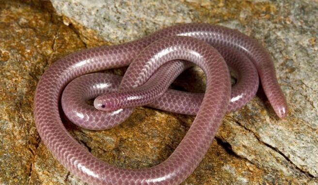 钩盲蛇能咬死人吗