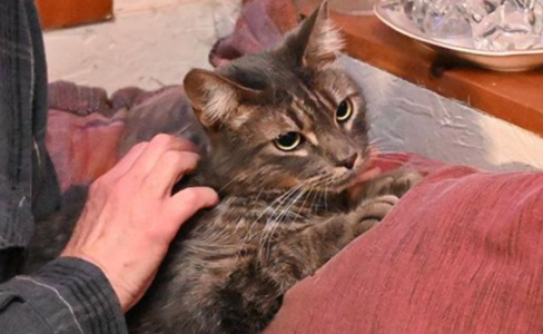 猫咪离家后失踪杳无音讯，5周后又突然出现